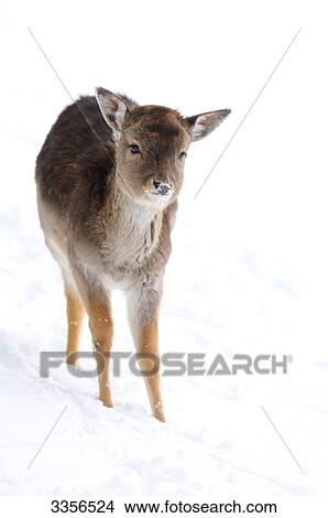 Picture - Fallow deer (Ovis orientalis musimon) in the snow, Bavaria, Germany . Fotosearch