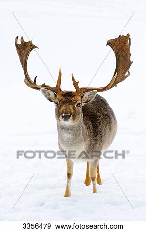 Fallow deer (Ovis orientalis musimon) in the snow, Bavaria, Germany, front view View Large Photo Image Stock Photo - Fallow deer (Ovis orientalis musimon) in the snow, Bavaria, Germany, front view . Fotosearch