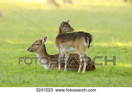 Fallow deers (Dama dama) on a meadow, mother and calf, Bavaria, Germany View Large Photo Image Stock Image - Fallow deers (Dama dama) on a meadow, mother and calf, Bavaria, Germany . Fotosearch