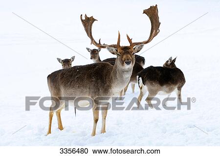 Stock Image - Fallow deers (Ovis orientalis musimon) in the snow, Bavaria, Germany . Fotosearch