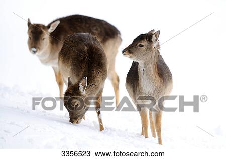 Stock Image - Fallow deers (Ovis orientalis musimon) in the snow, Bavaria, Germany . Fotosearch