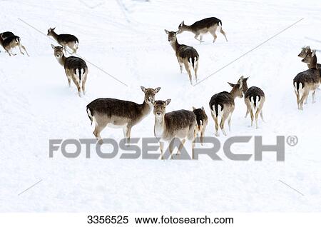 Stock Photography - Fallow deers (Ovis orientalis musimon) in the snow, Bavaria, Germany . Fotosearch