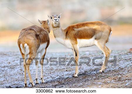 Female Blackbucks (Antilope cervicapra) View Large Photo Image Stock Image - Female Blackbucks (Antilope cervicapra) . Fotosearch