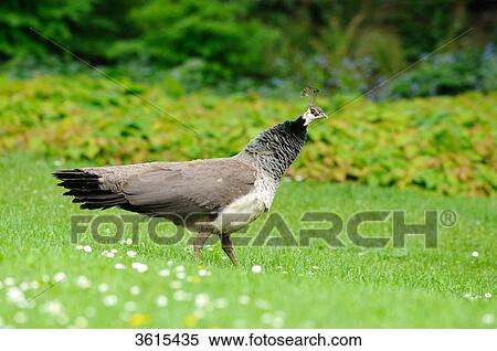 Female Blue Peafowl (Pavo cristatus) walking in meadow View Large Photo Image Stock Photography - Female Blue Peafowl (Pavo cristatus) walking in meadow . Fotosearch