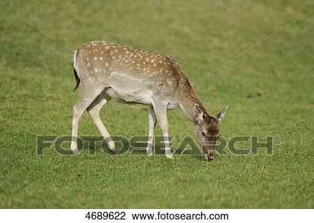 Female fallow deer grazing in meadow View Large Photo Image Stock Image - Female fallow deer grazing in meadow . Fotosearch