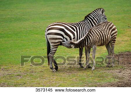 Stock Photography - Female Grant's Zebra (Equus quagga boehmi) with foal . Fotosearch
