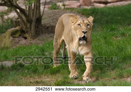 Stock Image - female lion (Panthera leo), full shot . Fotosearch