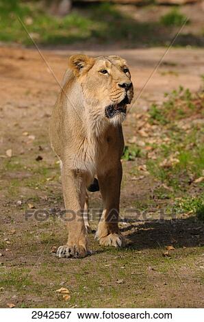 female lion (Panthera leo), full shot View Large Photo Image Stock Photo - female lion (Panthera leo), full shot . Fotosearch