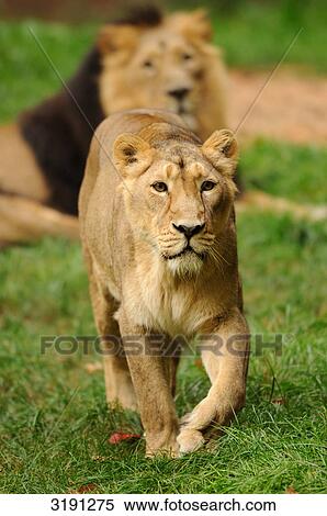 Stock Photography - Female lion (Panthera leo) going over meadow, male in the background, front view . Fotosearch