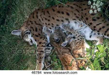 Female Lynx (Lynx lynx) nursing its kitten, Bavarian Forest National Park, Bavaria, Germany View Large Photo Image Picture - Female Lynx (Lynx lynx) nursing its kitten, Bavarian Forest National Park, Bavaria, Germany . Fotosearch