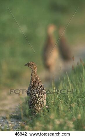 Stock Image - Female pheasant (Phasanius colchicus) bird in field, Germany . Fotosearch