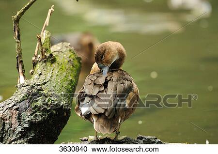 Stock Image - Female Red-crested Pochard (Netta rufina) at water's edge . Fotosearch