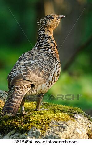 Female Western Capercaillie (Tetrao urogallus), Bavarian Forest, Germany View Large Photo Image Picture - Female Western Capercaillie (Tetrao urogallus), Bavarian Forest, Germany . Fotosearch