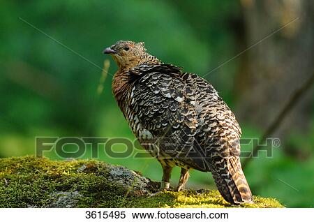 Female Western Capercaillie (Tetrao urogallus), Bavarian Forest, Germany View Large Photo Image Stock Photography - Female Western Capercaillie (Tetrao urogallus), Bavarian Forest, Germany . Fotosearch