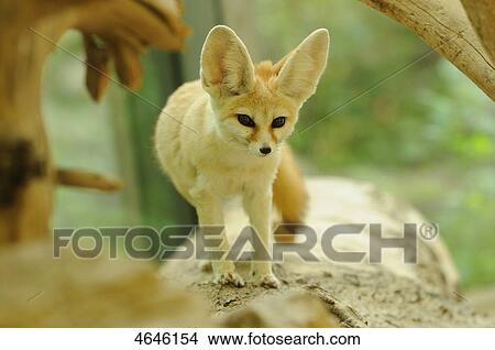 Fennec, Fennecus zerda View Large Photo Image Picture - Fennec, Fennecus zerda . Fotosearch