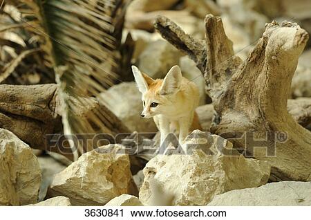 Fennec Fox (Vulpes zerda) looking around View Large Photo Image Stock Image - Fennec Fox (Vulpes zerda) looking around . Fotosearch