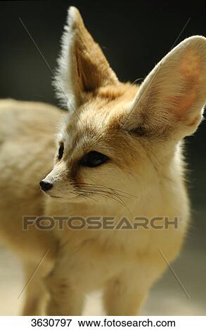 Fennec Fox (Vulpes zerda) looking around View Large Photo Image Stock Photo - Fennec Fox (Vulpes zerda) looking around . Fotosearch