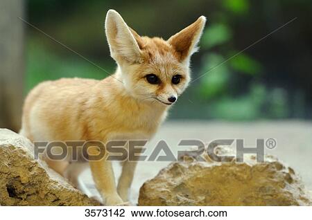 Fennec Fox (Vulpes zerda) View Large Photo Image Stock Image - Fennec Fox (Vulpes zerda) . Fotosearch
