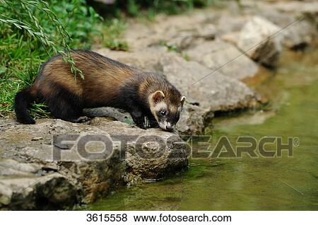 Ferret (Mustela putorius furo) at water's edge View Large Photo Image Stock Photo - Ferret (Mustela putorius furo) at water's edge . Fotosearch