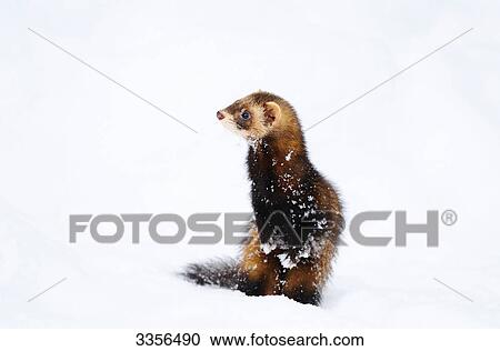 Stock Image - Ferret (Mustela putorius furo) in the snow, Bavaria, Germany . Fotosearch