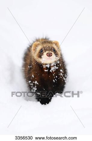 Stock Image - Ferret (Mustela putorius furo) in the snow, Bavaria, Germany, front view . Fotosearch