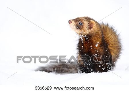Ferret (Mustela putorius furo) in the snow, Bavaria, Germany View Large Photo Image Stock Photo - Ferret (Mustela putorius furo) in the snow, Bavaria, Germany . Fotosearch
