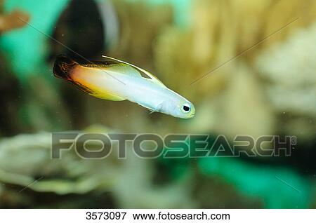 Stock Photo - Fire Goby (Nemateleotris magnifica) . Fotosearch