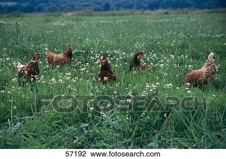 Five chickens in field View Large Photo Image Stock Image - Five chickens in field . Fotosearch