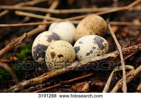 Five quail eggs in undergrowth, close-up View Large Photo Image Stock Photo - Five quail eggs in undergrowth, close-up . Fotosearch