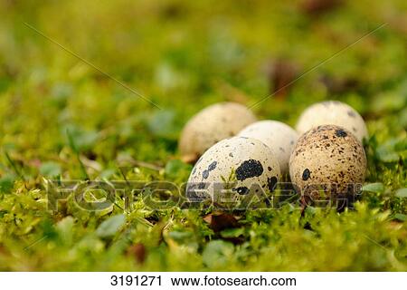 Five quail eggs on meadow, close-up View Large Photo Image Stock Image - Five quail eggs on meadow, close-up . Fotosearch