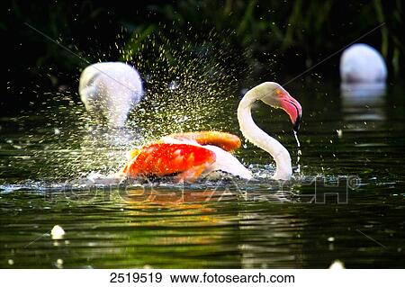 Stock Photo - Flamingoes swimming in lake . Fotosearch
