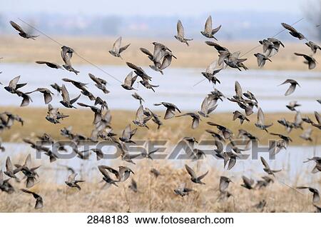Flock of birds in flight, Bavaria, Germany View Large Photo Image Stock Image - Flock of birds in flight, Bavaria, Germany . Fotosearch