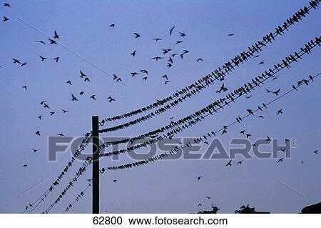 Flock of birds perching power lines View Large Photo Image Stock Image - Flock of birds perching power lines . Fotosearch