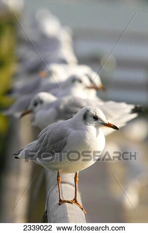 Flock of Black-headed Gulls (Chroicocephalus ridibundus) in row on railing, Germany View Large Photo Image Stock Image - Flock of Black-headed Gulls (Chroicocephalus ridibundus) in row on railing, Germany . Fotosearch