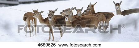 Stock Photograph - Flock of Blackbucks in snow . Fotosearch