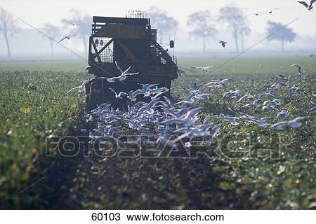Stock Image - Flock of seagulls flying over field . Fotosearch