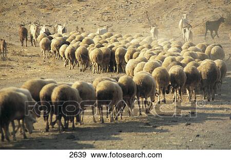 Stock Photo - Flock of sheep and goat walking on landscape, Turkey . Fotosearch