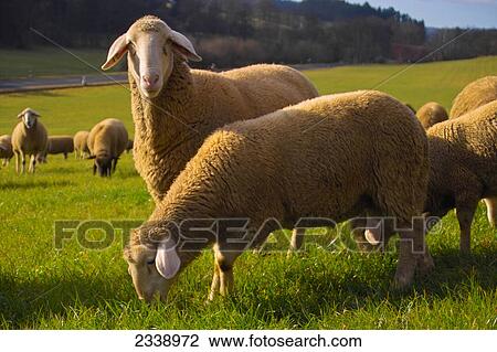 Stock Image - Flock of sheep in field, Germany . Fotosearch