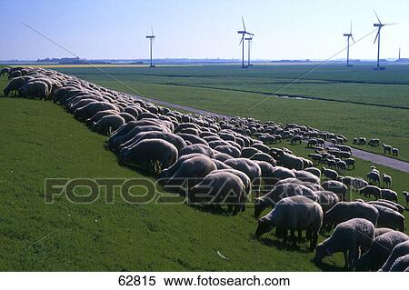 Flock of sheep in field, Germany View Large Photo Image Stock Photography - Flock of sheep in field, Germany . Fotosearch