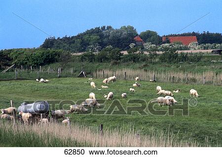 Flock of sheep in field View Large Photo Image Stock Image - Flock of sheep in field . Fotosearch