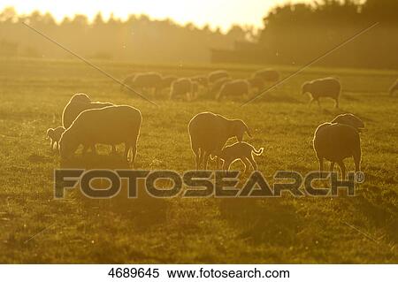 Flock of sheep in meadow View Large Photo Image Stock Photography - Flock of sheep in meadow . Fotosearch
