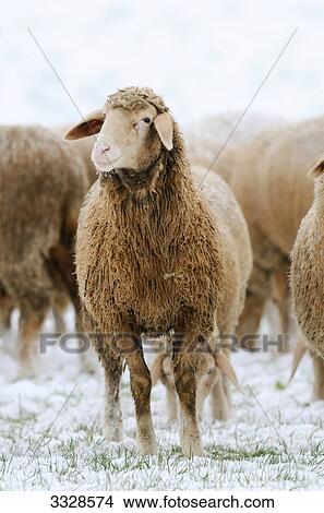 Flock of sheep (Ovis aries) on a snow-covered meadow View Large Photo Image Picture - Flock of sheep (Ovis aries) on a snow-covered meadow . Fotosearch