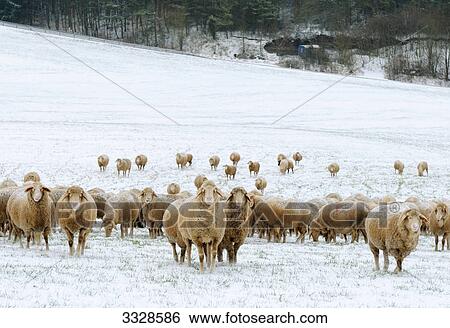 Flock of sheep (Ovis aries) on a snow-covered meadow View Large Photo Image Stock Photograph - Flock of sheep (Ovis aries) on a snow-covered meadow . Fotosearch