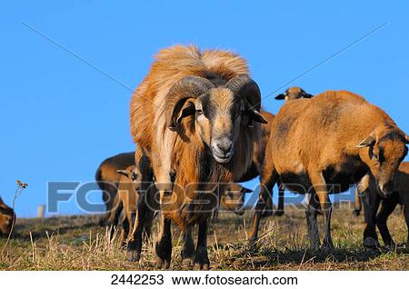 Stock Image - Flock of sheep standing in field . Fotosearch