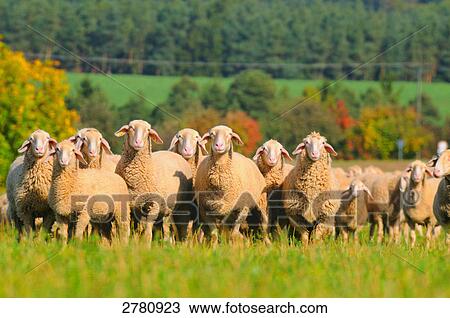 Stock Image - Flock of sheep standing in field, Franconia, Bavaria, Germany . Fotosearch