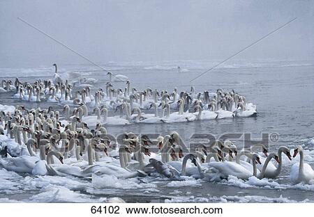 Flock of swans in frozen lake View Large Photo Image Stock Image - Flock of swans in frozen lake . Fotosearch