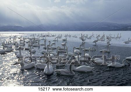 Stock Photo - Flock of Whooper Swans (Cygnus cygnus) floating on lake, Lake Kussharo, winter, Akan National Park, Hokkaido, Japan . Fotosearch