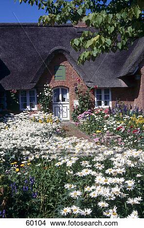 Flowering plants in front of house, Schleswig-Holstein, Germany, Europe View Large Photo Image Picture - Flowering plants in front of house, Schleswig-Holstein, Germany, Europe . Fotosearch