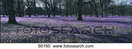 Flowers blooming in forest, Husum, Schleswig-Holstein, Germany View Large Photo Image Stock Image - Flowers blooming in forest, Husum, Schleswig-Holstein, Germany . Fotosearch