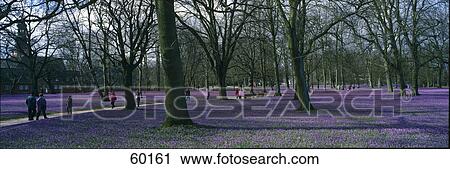 Stock Image - Flowers blooming in forest, Husum, Schleswig-Holstein, Germany . Fotosearch